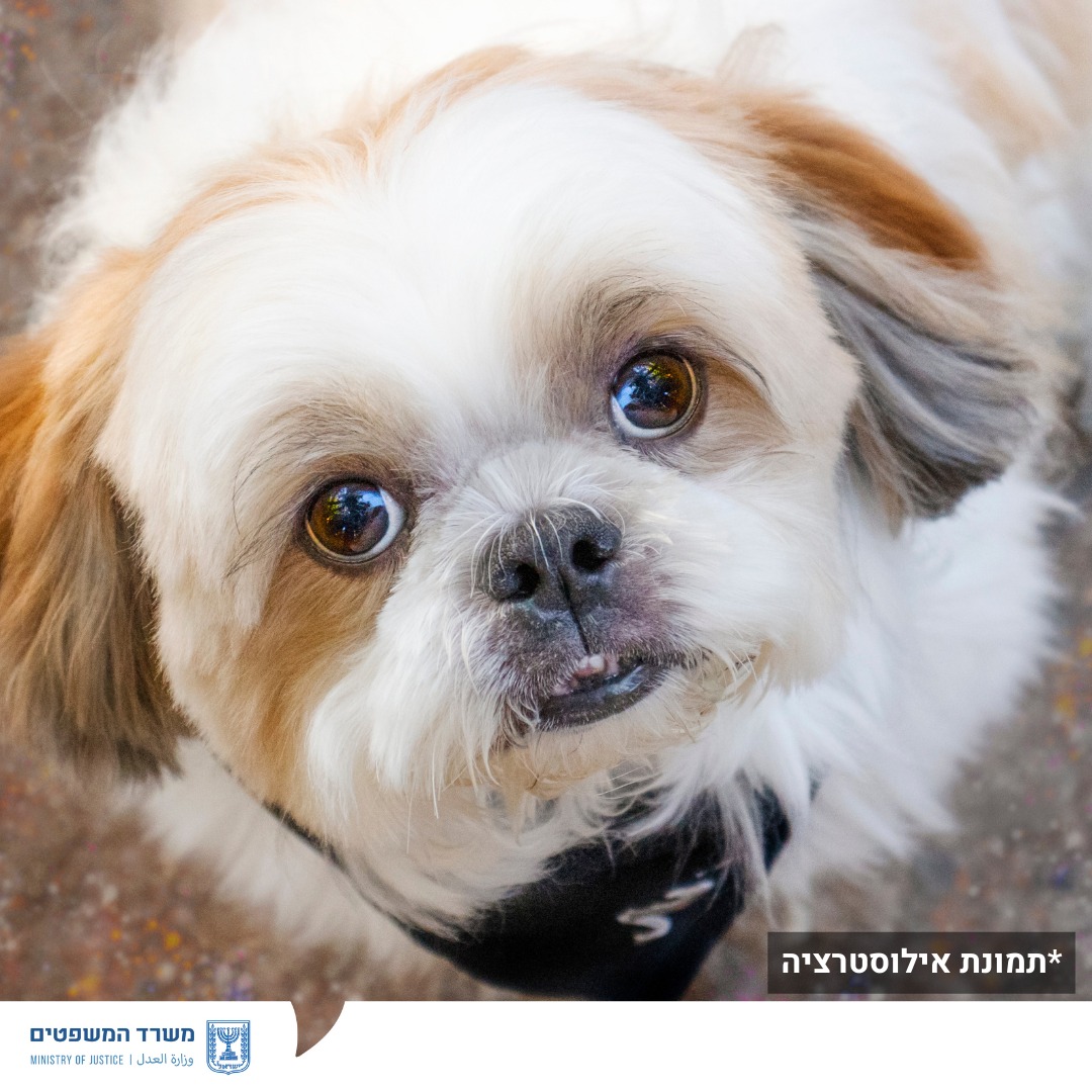 מערכת "אחלה ניוז" עם הדיווח הבא צילום: דוברות משרד המשפטים