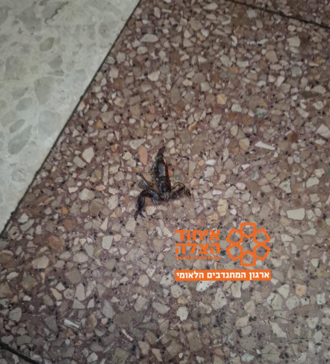 מערכת "אחלה ניוז" עם הדיווח הבא צילום: דוברות איחוד הצלה