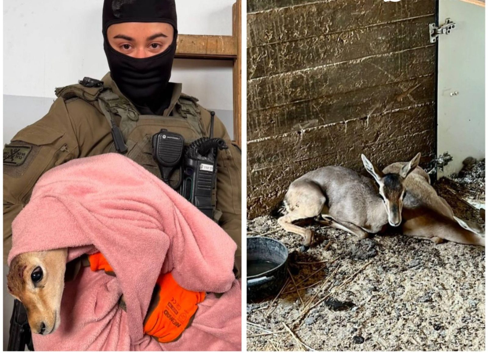 מערכת "אחלה ניוז" צילום: דוברות משטרת ישראל